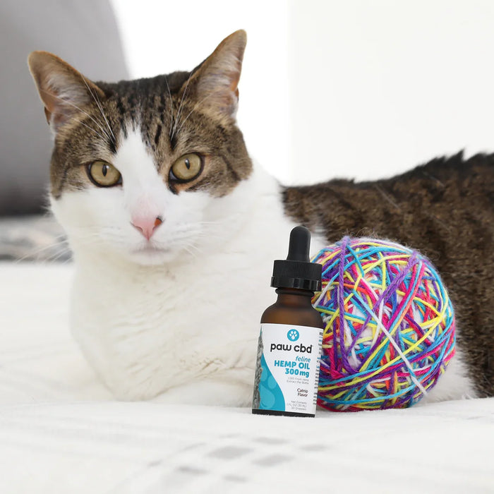 Tabby cat beside a colorful yarn ball and a bottle of feline hemp oil 300mg on a bed