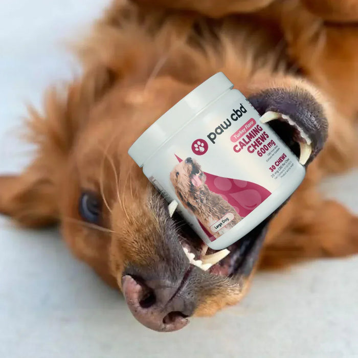 Happy dog holding container of turkey flavor calming soft chews for large dogs
