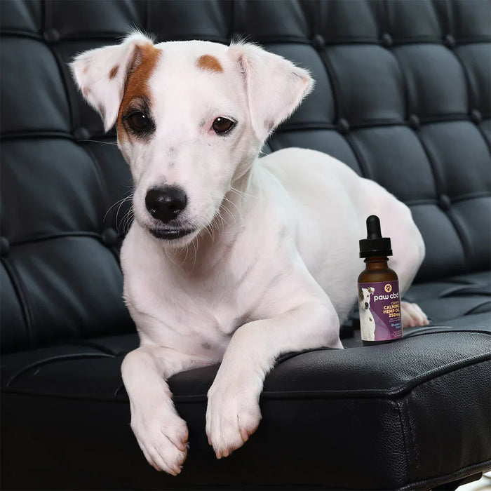 White and brown dog on black couch next to calming oil tincture bottle for pets