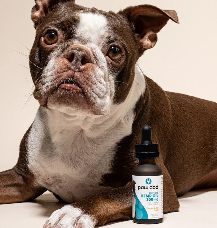 Brown and white dog beside paw cbd canine hemp oil tincture bottle with dropper; Strength: 300MG;
